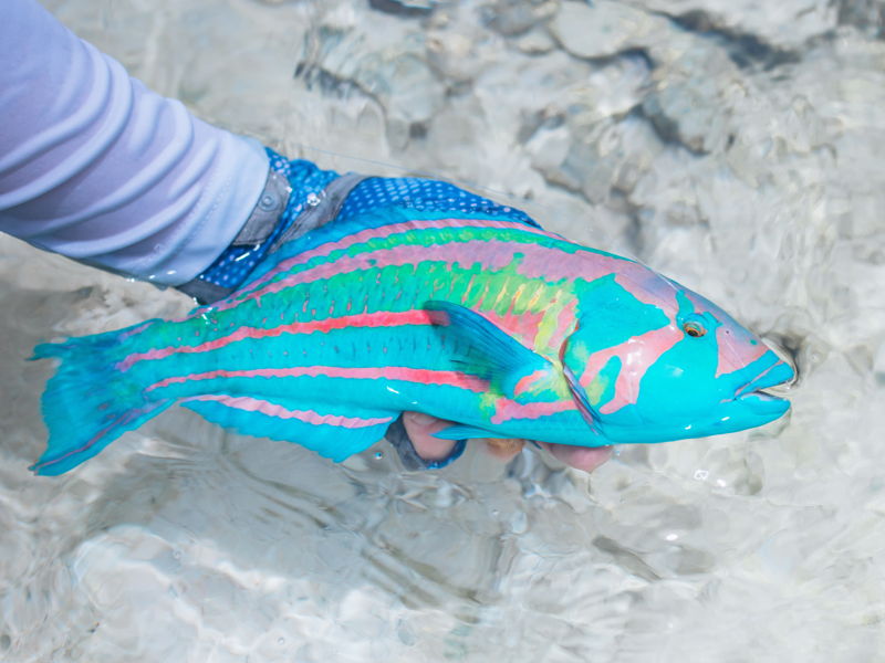 anna_atoll-gallery-29