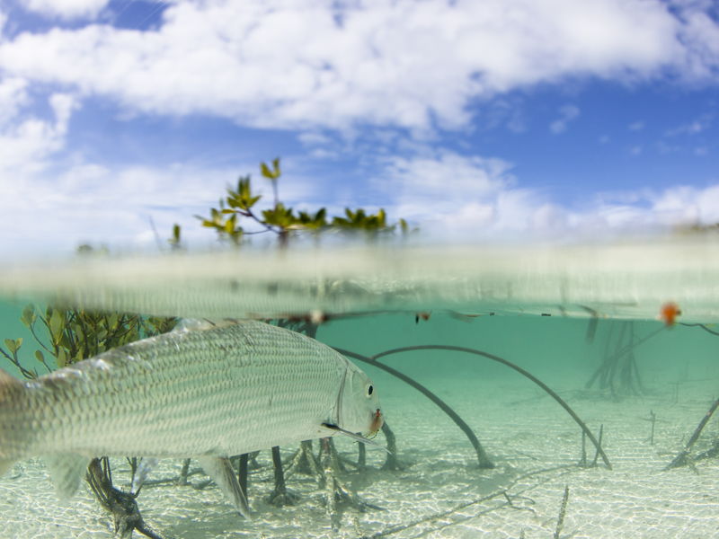 Angler Geoff Mueller at Bair's Lodge, South Andros, Bahamas.