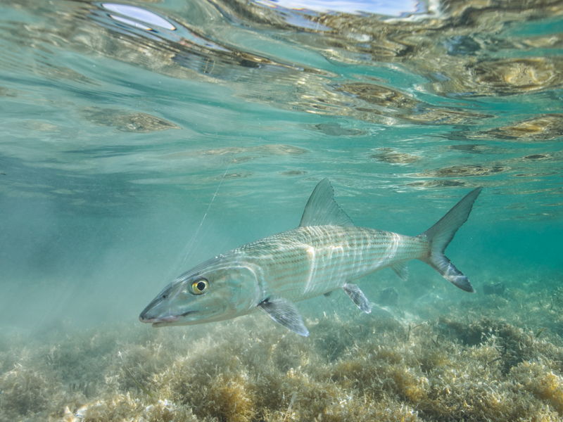 Underwater shot of bonefish in play. South Andros, Bahamas.
