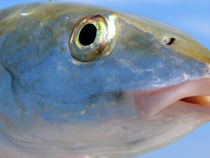 belize_river-gallery-27