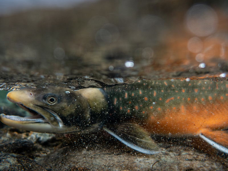 kangia_river-gallery-14