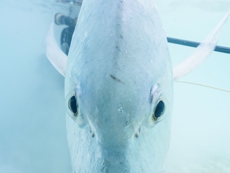tetiaroa-gallery-36