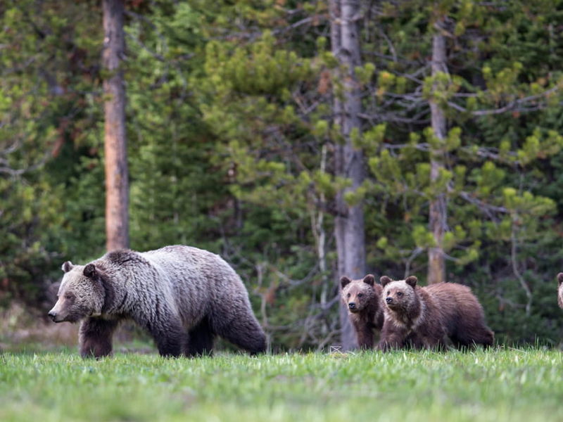 Wildlife